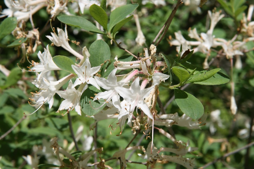 coast_azalea